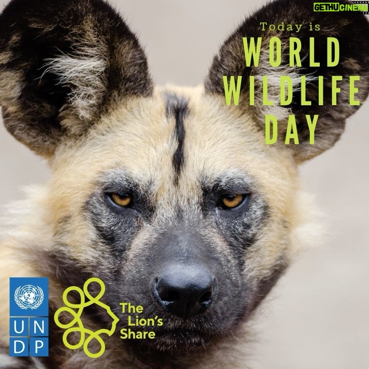 Nikolaj Coster-Waldau Instagram - Today is World Wildlife Day. One million species are now facing extinction. The needs of wildlife conservation efforts are far greater than the currently available resources. That is why I am a supporter of @LionsShareFund The #LionsShare Fund is a simple mechanism which can make a profound difference in the financial resources available for saving #wildlife globally. Hosted by UNDP, The Lion’s Share enables brands to make a small contribution to save #wildlife each time they feature an image of an animal in their advertisements. Here is how you can join me in the fight to protect wildlife and nature: Follow @LionsShareFund; Tag 3 brands you would like to join the initiative in the comments on the @LionsShareFund page; and Share your support for @LionsShareFund through a post on your account. Animals need our help! If we act now, we can make a difference. #WorldWildlifeDay