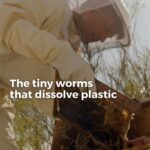 Nikolaj Coster-Waldau Instagram - In Spain, a biologist and amateur beekeeper finds a potential solution to the problem of plastic waste deep within her beehives — small worms whose saliva dissolves plastic. More on An Optimist’s Guide to the Planet with Nikolaj Coster-Waldau. Link in bio. (Presented by Samsung)