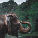 Nikolaj Coster-Waldau Instagram - Wild animals and plants not only add beauty, richness, and diversity to our lives, they are also intertwined with humankind's survival. There are so many more reasons to think about what we can do to protect them on #WorldWildlifeDay https://www.un.org/en/observances/world-wildlife-day #WorldWildlifeDay #WWD @undp