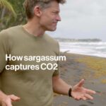 Nikolaj Coster-Waldau Instagram - In the Caribbean Sea, mountains of invasive sargassum seaweed appear to be choking the beaches. But startup Seafields Solutions has come up with a solution that uses sargassum to absorb CO2. More on An Optimist’s Guide to the Planet with Nikolaj Coster-Waldau. Link in bio. (Presented by KIA)
