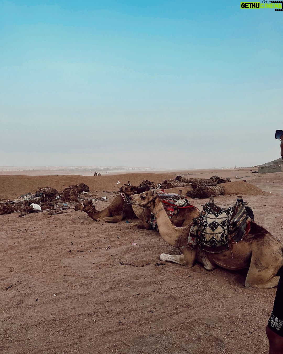 Nilsu Berfin Aktaş Instagram - 🐪 Sharm el-Sheikh