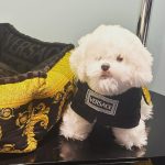 Ning Yi Zhuo Instagram – @versace in@BEIJING SLT 🩷
下次再见 北京