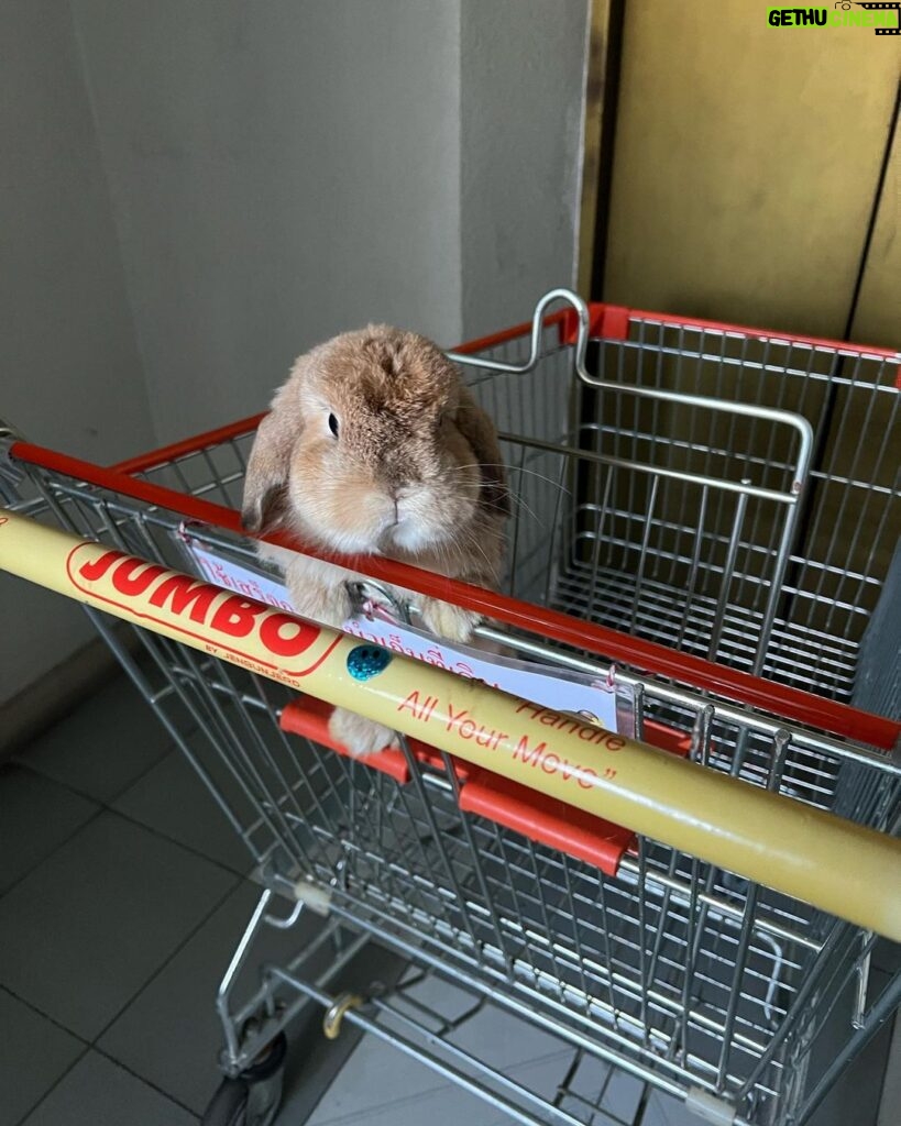 Niti Chaichitathorn Instagram - พาไปช้อปปิ้ง #เป๊ปเปอร์ซอล์ทบัตเตอร์พีนัทกระต่ายยาย