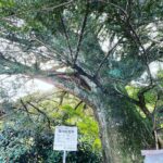 Nobuyuki Hayakawa Instagram – 木はいいよなぁ。
2年ぶり。