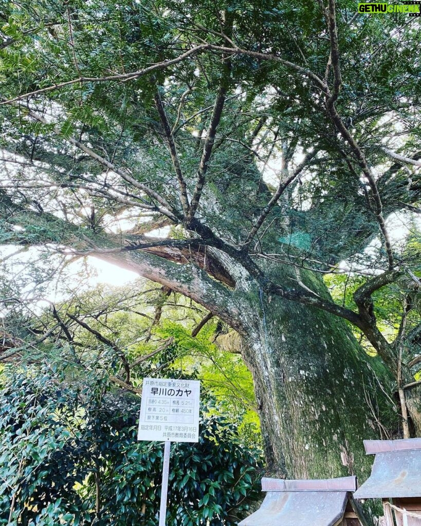 Nobuyuki Hayakawa Instagram - 木はいいよなぁ。 2年ぶり。
