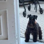 Nobuyuki Hayakawa Instagram - サンセバスチャン。おじい犬。