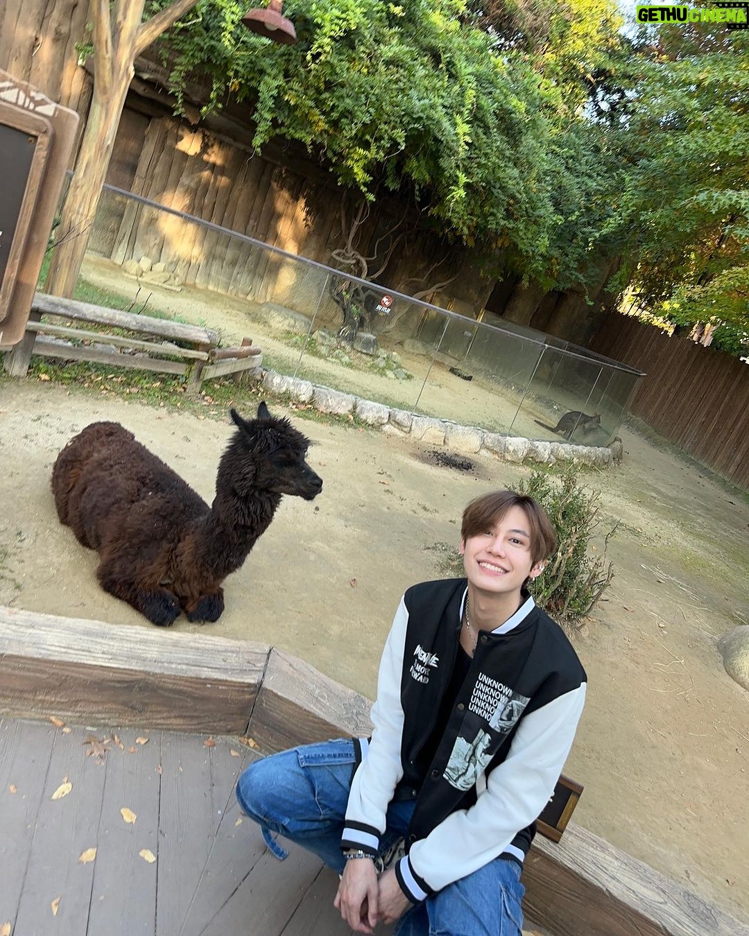 Noppanut Guntachai Instagram - 🦙🦙🦙🍦🍦🍦 Everland, Korea Theme Park