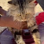 Nur Fazura Instagram - A young Palestinian man takes care of and washes his cat in the displaced persons camp in Rafah, southern Gaza Strip. By @ahmed.ys3