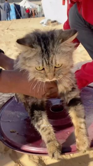 Nur Fazura Instagram - A young Palestinian man takes care of and washes his cat in the displaced persons camp in Rafah, southern Gaza Strip. By @ahmed.ys3