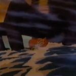O'Shea Jackson Jr. Instagram - Chanticleer you gotta crow and you gotta crow now! That’s real shit. This scene would get me hyped as a kid. Epic