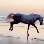 Oğuzhan Uğur Instagram - İzlenme gelirlerini anket aracılığı ile sizin seçtiğiniz kurumlara bağışladığımız Mevzular Açık Mikrofonu, yine sizler sayesinde 15 Bölümle seçimin sonuna taşıdık. Kazasız, belasız, yalansız, dolansız seçim misyonumuzu tamamladık. Bu esnada 2 adet dünya rekoru kırdık. ABD, Avrupa Birliği Ülkeleri, İngiltere ve Rus basınında manşet olduk. Ayrıca takdirinizle 7 yeni ödüle layık bulunduk. CHP, DEVA, HDP, AK Parti, TİP, GELECEK Partisi, ZAFER Partisi, ATA İTTİFAKI CB Adayı Sinan Oğan, MEMLEKET Partisi ve GENÇ Parti konuğumuzdu, onlara soru sormak içinse toplamda 8250 genç misafirimiz oldu. İcabet eden tüm siyasilerimizi cesaretlerinden dolayı kutluyor, duyarsız kalmayıp soru sormak için salonumuzu dolduran gençlere teşekkür ediyoruz. Ben de şahsım adına bu süreçte canla başla çalışan canım ekibime ve bizi yalnız bırakmayan gazetecilerimize şükranlarımı sunuyorum. Elbette M.A.M. tüm hızıyla devam edecek, fakat nihayet seçim meselesi konusunu amacımıza ulaştığımızı düşünerek BU AKŞAM yayınlanacak olan 15. Bölümle kapatıyoruz. Hatamız olduysa affola. En yakın zamanda, 15 Bölüme yayılan siyasilerle değil, tek bölümde aynı anda ağırlayabildiğimiz 15 siyasi konuk umuduyla saygılar sunuyor, bizi izlediğiniz için teşekkür ediyoruz. Ben kaçtım 🥰