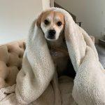 Olivia Holt Instagram - happy #internationaldogday to my lil chicken. i love you more than you love naps and blankets 🥲