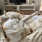 Olivia Holt Instagram - happy #internationaldogday to my lil chicken. i love you more than you love naps and blankets 🥲