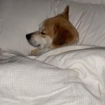 Olivia Holt Instagram - happy #internationaldogday to my lil chicken. i love you more than you love naps and blankets 🥲