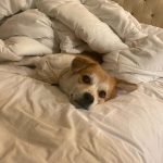 Olivia Holt Instagram - happy #internationaldogday to my lil chicken. i love you more than you love naps and blankets 🥲