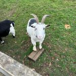 Olivia Holt Instagram - 4th slide is quite literally the goat 🐐 Soho Farmhouse