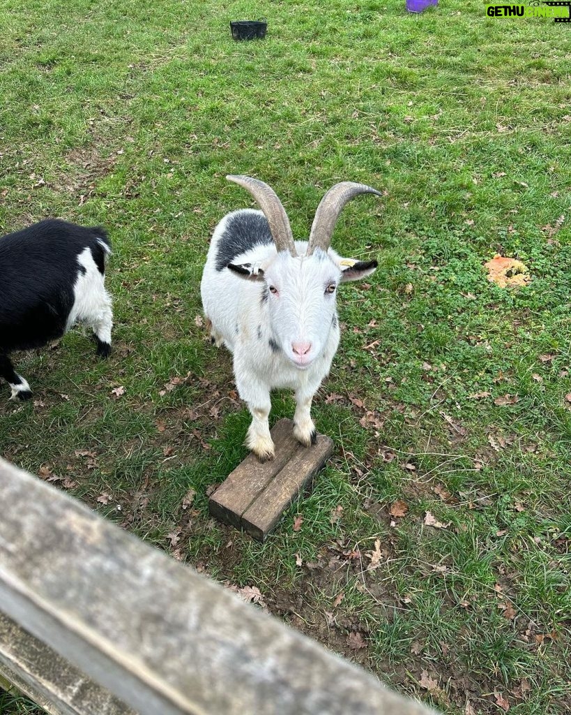 Olivia Holt Instagram - 4th slide is quite literally the goat 🐐 Soho Farmhouse
