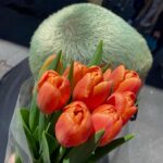 Omar Ayuso Instagram - lalo me ha regalado tulipanes naranjas