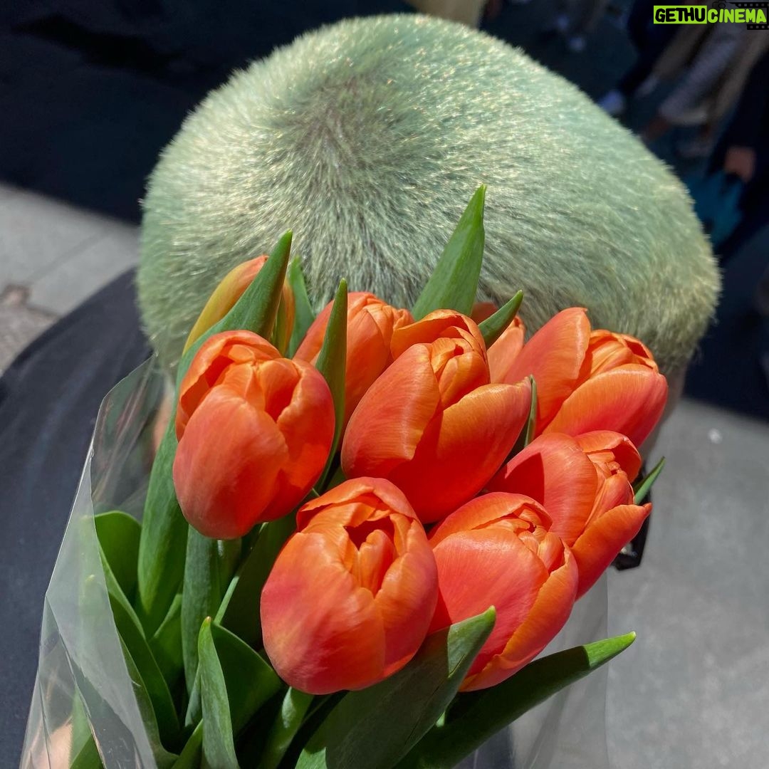 Omar Ayuso Instagram - lalo me ha regalado tulipanes naranjas