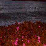 Pınar Deniz Instagram - Bugün de Japon uyandım🌺