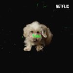 Paco León Instagram - @ucancallme_elliot el perro más simpático del mundo. Cuidado con él porque es un arma de destrucción masiva. Puede ablandar al corazón más duro. #rainbowpeli