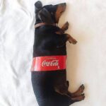 Paco León Instagram – Feliz puente a todes chiqui-pekes!! ¿Cuál es tu plan para el puente? 1, 2, 3, 4 o 5