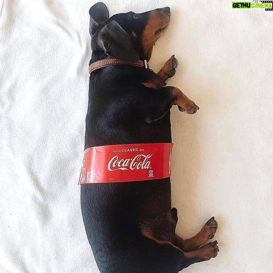 Paco León Instagram - Feliz puente a todes chiqui-pekes!! ¿Cuál es tu plan para el puente? 1, 2, 3, 4 o 5