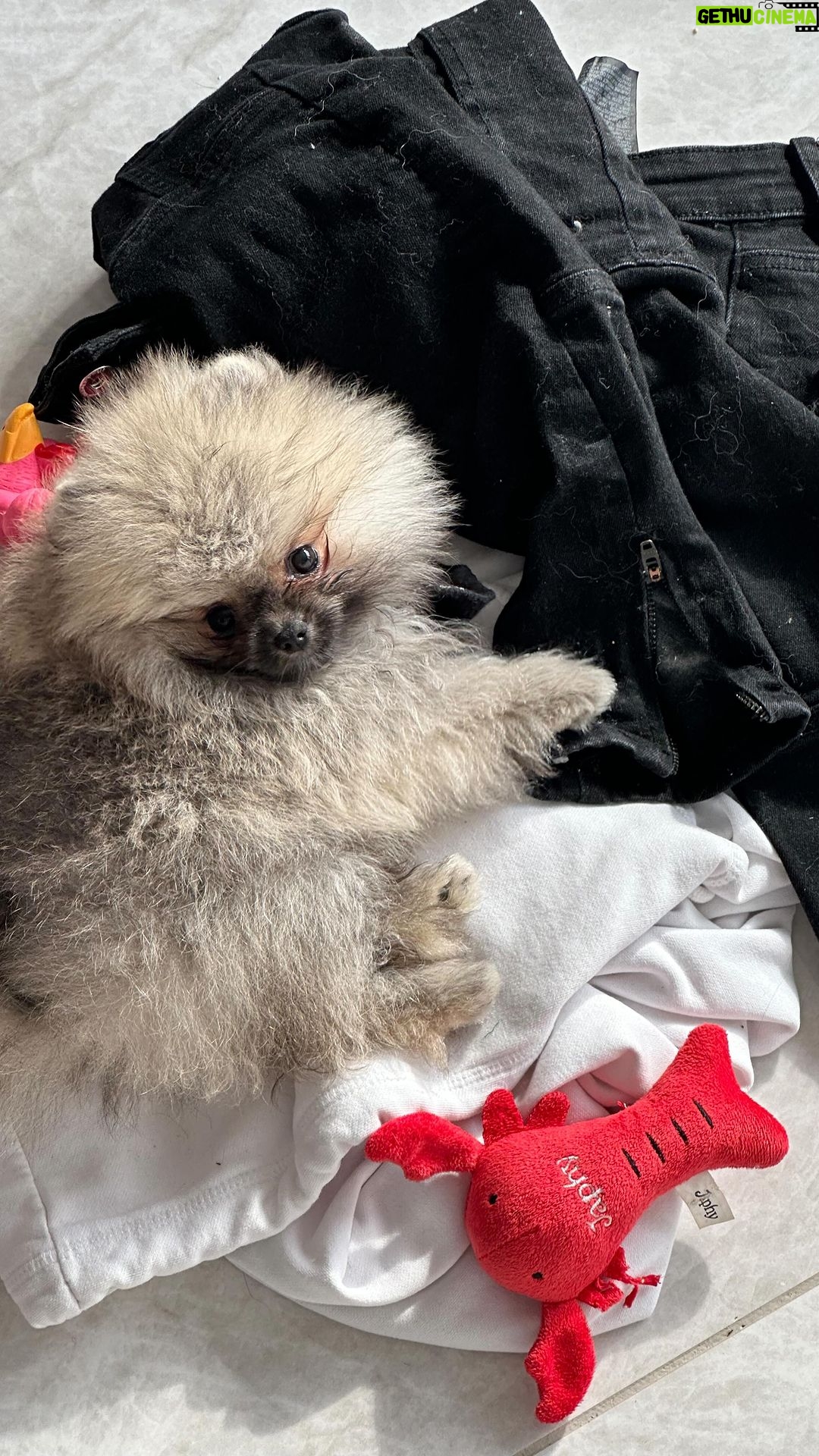 Paga - 78.2K Likes - Crac crac boum boum = Cracotte 🐶✨🤍 @lesminisdogs merci de nous avoir permis de connaître notre brioche et notre biscotte et la famille s’agrandit 😂