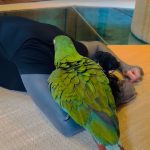 Paige Instagram - @ronnieradke pretending to faint in front of our Macaw Paulie haha the cutest video ever 🥹🥰