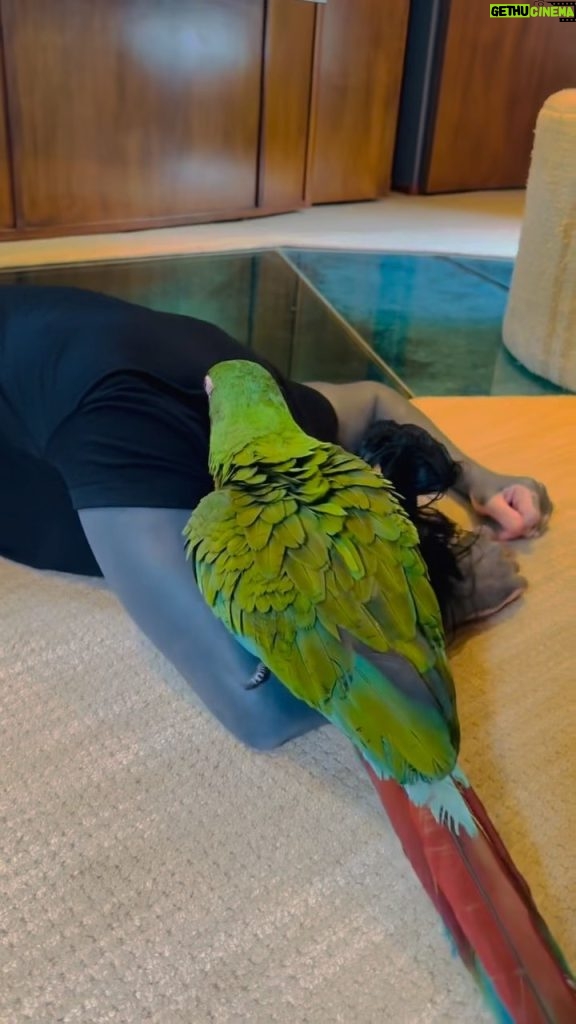 Paige Instagram - @ronnieradke pretending to faint in front of our Macaw Paulie haha the cutest video ever 🥹🥰