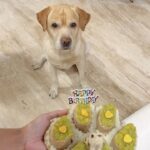 Pakhi Hegde Instagram – I love u my Leo, to the moon n back 🥰
#nowords
I jus pray to god to give me u in every life❤️🥰 #leohegde #love #blessings to have u in our life 🥰
I have ur back, no matter what! Love u Leo! Happy 8 years of pure n selfless love ❤️ !