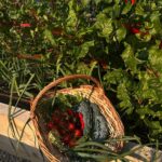 Pamela Anderson Instagram - From the garden… 🤍