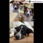 Parinaz Izadyar Instagram - ❌از صفحه فرانک عزیز❌ عزیزانم اگر کسی شرایطش رو داره لطفا به خانم تمنا پیام بده 🙏 @faranak.tamana @faranak.tamana سال ها..سالهاي غريب.. سالهايي كه طبق هيچ كدام از برنامه هايمان پيش نرفت.. سال هاي سخت براي حيوانات اين كشور.. براي كشتار وحشيانه و تزريق اسيد مستقيم در قلب با وفايشان.. همين كارهايي كه بركت را از اين مملكت برده..همانها كه ادمها را سخت كرده..همانها كه ديگر فاجعه هاي هر روز برايمان يك خبر عادي شده.. هر سه سگ كه در تصوير مي بينيد نتيجه ي بي تفاوت رد نشدن من و دوستم از كنارشان بوده..دو تا را از دو ماهگي از كوچه خيابان من جمع كردم و يكي ديگر را عزيزترين مونس زندگي ام پيدا كرد.. بعد از مدتي هر سه اينها را به همين دوستم سپردم و او چه سخاوتمندانه آنها را در زندگي ساده اش پذيرفت.. روي چشمش اينها را نگه داشت تا اينكه در يك عصر لعنتي در اثر سكته ي قلب مهربانش ،رفيقم از دنيا رفت و اين شروع پاشيده شدن همه چيز بود.. اين ها كه يك شب بدون صاحبشان نبوده اند،بالاجبار رفتند در يك باغ يك دوست عزيز و حامي كه لطف كردند پناهشان دادند.. اما به دليل نبود صاحب باغ به طور مدارم انها كه هرگز تنها نمانده بودند،٦ ماه هست كه مانده اند در يك باغ و به انها عزيزي حامي سر مي زند و غذا مي رساند.. ارامش ندارم.. مدام به اين فكر مي كنم كه انها فكر مي كنند ما همگي انها را رها كرده ايم و نميدانند كه صاحبشان ديگر در اين دنيا نيست تا هوايشان را داشته باشد. همه شان در خانه بزرگ شدند..بهترين غذا را خوردند ..واكسن زدند..دوست و قشنگند.. هر سه به هم عادت دارند.. به خصوص آن دو قهوه اي رنگ.. دنبال پناه مي گردم برايشان..كسي كه بتواند آنها را زندگي دوباره ببخشد.. آنها در خانه بزرگ شده اند..غذاي خشك و خانگي خورده اند..بسيار استثايي و باهوشند و تنها گناهشان اين است اسم نژادهشان دوبرمن يا ژرمن نيست.. نامشان گيفتي و چارلي و كادو هست.. تقريبا ٦ساله ،٤ساله و ٢ ساله.. اگر مي توانيد به آنها پناهي مطمئن دهيد آن ها را به سرپرستي بگيريد. آن ها فكر مي كنند صاحبشان رهايشان كرده اما اين حقيقت ندارد.. واگذاري رايگان فقط به تهران و حومه ي تهران جهت بازديد گاهي من..منِی که دوستشان دارم.. تماس از طريق واتساپ؛ 09351121237