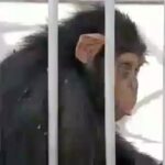 Parinaz Izadyar Instagram – Dear Dr. Goodall
I’d like to tell you the story of a chimpanzee, one you might already have heard. Baran, a little chimpanzee who was born in one of Iran’z zoos called Eram. According to the zoo’s doctors and specialists she was born prematurely.
The zoo’s ex-veteranarian takes her home and takes care of her for two years. He said that he took her in to save her life and prevent her death.
But after two years, the zoo pulled some strings and made the veteranarian give back Baran. And now, Baran is held in one f the zoo’s cages while she is deprived of good nutrition and lacks good health. She will certainly die if she continues to stay there. We want you and the whole world to save Baran and take her there so she could have a peaceful life. All we want is to save Baran.
Tehran
Iran
@janegoodallinst