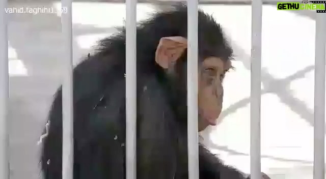 Parinaz Izadyar Instagram - Dear Dr. Goodall I'd like to tell you the story of a chimpanzee, one you might already have heard. Baran, a little chimpanzee who was born in one of Iran'z zoos called Eram. According to the zoo's doctors and specialists she was born prematurely. The zoo's ex-veteranarian takes her home and takes care of her for two years. He said that he took her in to save her life and prevent her death. But after two years, the zoo pulled some strings and made the veteranarian give back Baran. And now, Baran is held in one f the zoo's cages while she is deprived of good nutrition and lacks good health. She will certainly die if she continues to stay there. We want you and the whole world to save Baran and take her there so she could have a peaceful life. All we want is to save Baran. Tehran Iran @janegoodallinst