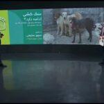 Parinaz Izadyar Instagram - خیانت شهرداری به حیوانات و حامیان آنها اخبار حیوان آزاری در مجموعه شهرداری تهران و زیر نظر مسئولین مربوطه؛ برای هیچ کدام ما تازگی ندارد، ما هنرمندان حامی محیط زیست و حقوق حیوانات، هرگونه جنایتی علیه حیوانات که منجر به آزردگی اذهان عمومی می شود را شدیدا محکوم می کنیم. ما سنگسار توله خرس بی گناه سواد کوه، مرگ پلنگ ارزشمند ایرانی –کاوه- را عمیقا محکوم کرده و اعلام می کنیم که ما عاشق آب و خاک سرزمینمان هستیم و می خواهیم که تمامی هموطنان مان در آرامش؛ شادمانی و امنیت زندگی کنند. هموطنان ما تنها انسان ها نیستند هرگیاه و هرغزال؛ هر پرنده مهاجری که از سفری طولانی به این خاک بازمی گردد هموطن ماست. آب و خاک این سرزمین متعلق به همه ماست وهمه ما باید برای حفظ و بهتر شدن آن تلاش کنیم. امروز شاهدیم چگونه بعضی با کهنه جلوه دادن این موضوع در تلاشند که آن را بی اهمیت انگارند، اما جنایت کهنه نمی شود و فراموش نیز هم. اکنون همگی ما با قلبی شکسته به استقبال عید می رویم، به استقبال عیدی که امامش جانشین پیامبر جز از مروت و گذشت با مخلوقات خدا سخن نگفت. اکنون نه فقط وظیفه انسانی بلکه وظیفه شرعی ماست که از پا ننشینیم تا دیگر مخلوقی آزار نبیند و انسانیتی از دیدن رنج آزرده نشود. به صحبت های سپهرسلیمی فعال حقوق حیوانات که به ظرائف خاصی اشاره می کند و عقیم سازی را به جای کشتار برمی گزیند گوش بسپاریم و فراموش نکنیم که از امیرالمومنین(ع) در نهج البلاغه، نقل شده است: سمعت رسول الله(ص) یقول: ایاکم والمثله ولو بالکلب العقور؛ پیامبر(ص) مى فرمود: مبادا چیزى را ـ ـ مثله کنید ولو سگ هار باشد. پ‌ن: متن کامل این بیانیه هنرمندان را حتما در شرق بخوانید. متن کامل برنامه شبکه سه را حتما در آپارات ببینید.