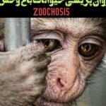 Parinaz Izadyar Instagram - #Repost @sepehrsalimi with @get_repost ・・・ 🔺لطفاً ورق بزنید. علیرغم آنکه روان پریشی حیوانات باغ وحش پدیده بسیار شایعی بین حیوانات اسیر است اما از آنجا که تاکنون عبارتی مهجور بوده لازم است جهت آشنایی حامیان حیوانات و محیط زیست مثالهای بیشتری از این اختلال ذکر شود. زوکوزیس Zoochosis یکی از شایع ترین اختلالات رفتاری و روانی در حیوانات محبوس در اسارت است. این مساله در اثر استرس, افسردگی و بداخلاقی با حیوانات حبس شده ایجاد می شود. حرکات کلیشه ای و تکراری در قفس, چرخیدن, گشت و گذار تکراری, تمیز کردن بیش از حد و گاهاً رفتارهایی که منجر به آسیب به حیوان می شود از جمله علائم این مشکل است. همچنین در مواردی این اختلال با بی اشتهایی همراه است. این رفتار برای نخستین بار در سال نود و دو میلادی توسط بیل تراورس شناسایی شد. این اختلال در حیوانات با ضریب هوشی بالا مثل میمون ها و دلفین ها در زمان جدایی از طبیعت و خانواده خود به مراتب شدیدتر است. گریه های پرتکرار گوریل های محبوس در اسارت از جمله این موارد است. . هیچ حیوان وحشی در قفس خوشحال نیست. حتی اگر بهترین شرایط از نگاه انسان ها را داشته باشد. حیوان وحشی به طبیعت تعلق دارد. از اسارتگاه های حیوانات (باغ وحش, باغ پرندگان, باغ خزندگان, دلفیناریوم, پارک کروکدیل و امثالهم) حمایت نکنید. . #باغ_وحش #باغ_وحشت #saynotozoos #zoochosis #animalrights #saveanimals #حقوق_حیوانات #دلفیناریوم #حیات_وحش #روان_پریشی_حیوانات_باغ_وحش
