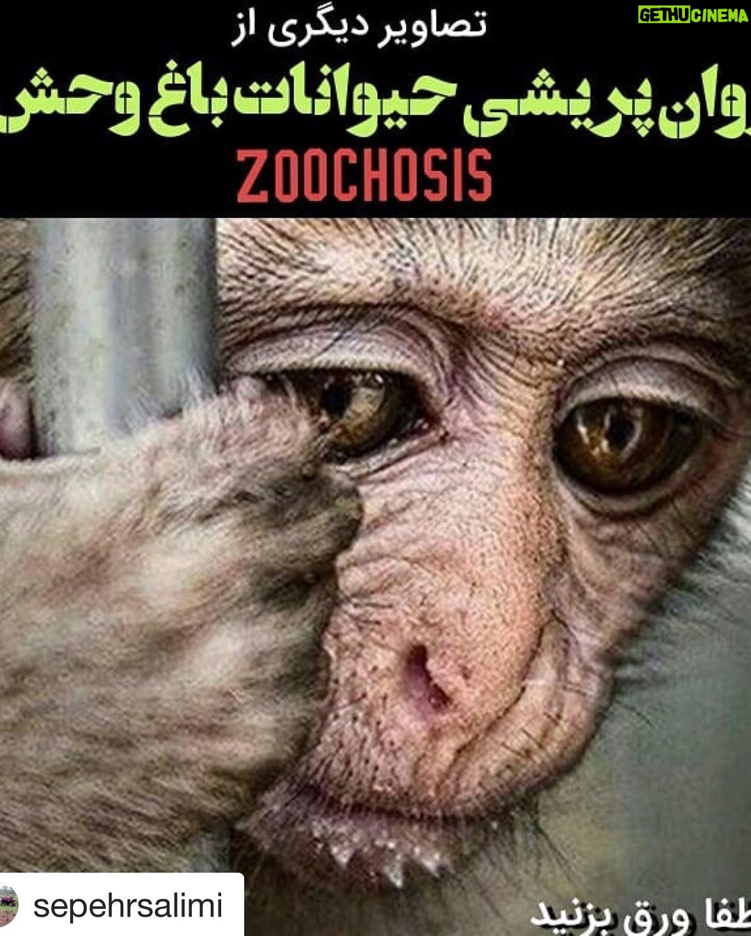Parinaz Izadyar Instagram - #Repost @sepehrsalimi with @get_repost ・・・ 🔺لطفاً ورق بزنید. علیرغم آنکه روان پریشی حیوانات باغ وحش پدیده بسیار شایعی بین حیوانات اسیر است اما از آنجا که تاکنون عبارتی مهجور بوده لازم است جهت آشنایی حامیان حیوانات و محیط زیست مثالهای بیشتری از این اختلال ذکر شود. زوکوزیس Zoochosis یکی از شایع ترین اختلالات رفتاری و روانی در حیوانات محبوس در اسارت است. این مساله در اثر استرس, افسردگی و بداخلاقی با حیوانات حبس شده ایجاد می شود. حرکات کلیشه ای و تکراری در قفس, چرخیدن, گشت و گذار تکراری, تمیز کردن بیش از حد و گاهاً رفتارهایی که منجر به آسیب به حیوان می شود از جمله علائم این مشکل است. همچنین در مواردی این اختلال با بی اشتهایی همراه است. این رفتار برای نخستین بار در سال نود و دو میلادی توسط بیل تراورس شناسایی شد. این اختلال در حیوانات با ضریب هوشی بالا مثل میمون ها و دلفین ها در زمان جدایی از طبیعت و خانواده خود به مراتب شدیدتر است. گریه های پرتکرار گوریل های محبوس در اسارت از جمله این موارد است. . هیچ حیوان وحشی در قفس خوشحال نیست. حتی اگر بهترین شرایط از نگاه انسان ها را داشته باشد. حیوان وحشی به طبیعت تعلق دارد. از اسارتگاه های حیوانات (باغ وحش, باغ پرندگان, باغ خزندگان, دلفیناریوم, پارک کروکدیل و امثالهم) حمایت نکنید. . #باغ_وحش #باغ_وحشت #saynotozoos #zoochosis #animalrights #saveanimals #حقوق_حیوانات #دلفیناریوم #حیات_وحش #روان_پریشی_حیوانات_باغ_وحش