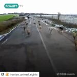 Parinaz Izadyar Instagram - #Repost @iranian_animal_rights with @get_repost ・・・ این حجم تفاوت برخورد با حیوانات بی سرپرست شهری در ایران و ترکیه شگفت انگیزه، ویدیو نحوه کمک و تغذیه شهرداری در ترکیه به حیوانات بی سرپرست آن کشور را نشان میدهد Tag Somone❌Share With Your Friends❌ #با_حیوانات_مهربان_باشیم #animalrights #iranian_animal_rights #animalcruelty #سگ #گربه #پت #حیوانات #حمایت_از_حیوانات #حیوان_آزاری #واگذاری #باغ_وحش #حامی_حیوانات #سگ_کشی #حامیان_حیوانات #دامپزشک #دامپزشکی ️ #حیات_وحش #محیط_زیست #اسب #شورای_شهر #حقوق_حیوانات #طبیعت #قانون_حمایت_از_حیوانات