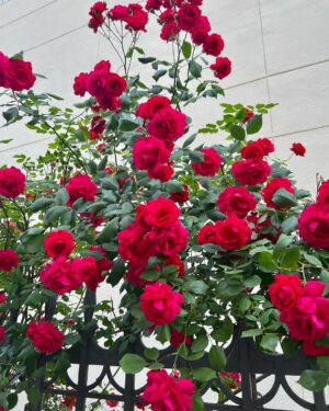Park Bo-gum Instagram - “밝아져라“ ”맑아져라“ 
기쁨 한 송이 받으시고 내내 행복하십시오🌹