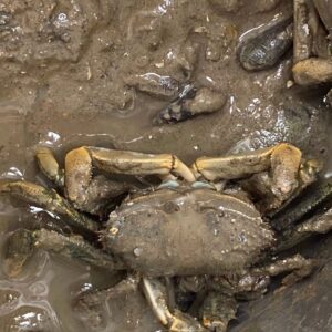 Park Jin-young Instagram - #JYPapi
#JYPark
#갯벌체험
#꽃게에물림
#Mudflat
#BitbyaCrab