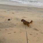 Parvathy Instagram - Super trooper dobster! 🧿 1. Sunset paddle-boarding, bruh! 2. A chill state of mind! (after trying to chase jelly fishes and giving mommy dearest very many heart attacks) 3. ‘Beach, don’t be chasing other dogs and snapping the leash!’, mommy says. 4. Mr. Snifferton just before he went ahead and did exactly what mommy asked him not to (read 3.) 5. Perfect morning picnic avec special hangdrum concert by aunt @rimakallingal Good times! 6. Kayaking, wohoo! Although a bit concerned that mema @athirasujatha was already threatening to bump into us.(volume up) 7. Mommy showed me mangroves and boats! 8. Farmhouse fun-dos with cousin Hazel, Mema @athirasujatha and meman @shameemp86 ! 9. Bunnyhops because dobster is smol. #omatawheee 10. Met aunty @dhanyarajendran’s dog sorry cat Twixie. Mixed emotions were felt.