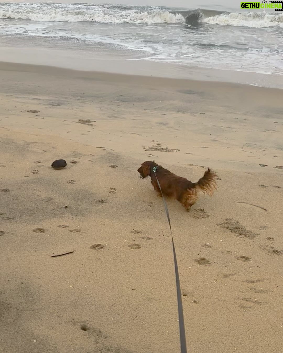 Parvathy Instagram - Super trooper dobster! 🧿 1. Sunset paddle-boarding, bruh! 2. A chill state of mind! (after trying to chase jelly fishes and giving mommy dearest very many heart attacks) 3. ‘Beach, don’t be chasing other dogs and snapping the leash!’, mommy says. 4. Mr. Snifferton just before he went ahead and did exactly what mommy asked him not to (read 3.) 5. Perfect morning picnic avec special hangdrum concert by aunt @rimakallingal Good times! 6. Kayaking, wohoo! Although a bit concerned that mema @athirasujatha was already threatening to bump into us.(volume up) 7. Mommy showed me mangroves and boats! 8. Farmhouse fun-dos with cousin Hazel, Mema @athirasujatha and meman @shameemp86 ! 9. Bunnyhops because dobster is smol. #omatawheee 10. Met aunty @dhanyarajendran’s dog sorry cat Twixie. Mixed emotions were felt.