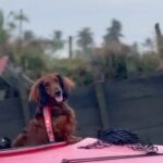 Parvathy Instagram - Super trooper dobster! 🧿 1. Sunset paddle-boarding, bruh! 2. A chill state of mind! (after trying to chase jelly fishes and giving mommy dearest very many heart attacks) 3. ‘Beach, don’t be chasing other dogs and snapping the leash!’, mommy says. 4. Mr. Snifferton just before he went ahead and did exactly what mommy asked him not to (read 3.) 5. Perfect morning picnic avec special hangdrum concert by aunt @rimakallingal Good times! 6. Kayaking, wohoo! Although a bit concerned that mema @athirasujatha was already threatening to bump into us.(volume up) 7. Mommy showed me mangroves and boats! 8. Farmhouse fun-dos with cousin Hazel, Mema @athirasujatha and meman @shameemp86 ! 9. Bunnyhops because dobster is smol. #omatawheee 10. Met aunty @dhanyarajendran’s dog sorry cat Twixie. Mixed emotions were felt.