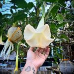 Parvathy Instagram – Took yellow very seriously. Seriously fun it is!💛

PS: I’ve been told since this post that this flower can be quite toxic so if anyone comes across this don’t go and smell it! 😐🫠