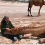 Parviz Parastouei Instagram - . ((خوابیدن رو پای مادر)) این شتر رو از بچگی این خانم بزرگ کرده ! ببینید چطور رو پاش آروم گرفته! وقتی که آدم یا حیوان معنی محبت کردن بهم را می فهمند نتیجه اش می‌شود همینکه می بینیم... چرا آدم ها باهم نمیتونند کنار بیان و بجای محبت قلب هم و نشونه می گیرند؟ سالها می شنیدیم که می گفتند مرگ بر اسرائیل وحالا می‌شنویم که می گویند، مرگ بر فلسطین الان دولت ها هم پا پیش گذاشتند که یکی از فلسطین دفاع کند و دیگری از اسرائیل و مسابقه گذاشته اند برای آمار کشته شدگان و ویرانی ها ! زمین هم خسته شده از این همه تکه تکه شدن باسلاح های جنگی مادران به خاک و خون کشیده می شوند قلب کودکان را نشانه می گیرند زن و مرد و پیر و جوان در آتش گلوله ها می‌سوزند و تکه پاره می‌شوند و هردقیقه اخبار رسانه ها آمار پشت آمار می‌دهند که چه کسی آدم بیشتری کشته و پیروز میدان کیست! هیهات این چه روزگاریست! چرا آدم ها نمیتونند در کنار هم نفس بکشند و دلشان برای هم بتپد! آتش بیارهای این معرکه هم الی ماشاالله کم نیستند... مشکل آدمیزاد اینه که بزرگتر ها ،سیاستمداران فکر می کنند هیچوقت اشتباه نمی کنند ! کافی است که به آمار ویرانی ها و به خاک و خون کشیده شدگان این جنگ شوم را نگاه کنید! حالا به فرض که یک طرف پیروز شد ،به چه قیمتی ؟ چه چیزی قراراست اتفاق بیافتد؟ مرگ برجنگ مرگ بر جنگ طلبان به امید روزی که آدم ها ی جنگ طلب هم، مثل حیوانات مهر و محبت داشته باشند و درکنار هم در صلح و آرامش زندگی کنند ... به خدایی که آفریدگار است به خدای عاشق قسم که آدم های کره زمین از هر مرام و مسلک اگر در آرامش از خود خواهی و زیاده خواهی بپرهیزند و ثروت جهان را بین هفت میلیارد و ...تقسیم کنند هیچ گرسنه ای وجود نخواهد داشت و همه در صلح و آرامش و دوستی و عشق، درکنار هم زندگی خواهند کرد اما دریغ که خود خواهی آدم ها سرانجامش می‌شود ریختن خون همنوع... بعید میدانم خود خدا هم، ریختن خون آدم به دست آدم را تایید کند! کاش می شد فهمید اصل دعوا سر چیست! هیچ، هیچ، هیچ و پوچ... از آدم دوپا هرچی بگی برمیاد... انسانم آرزوست... جنگ هیچ برنده ای ندارد...