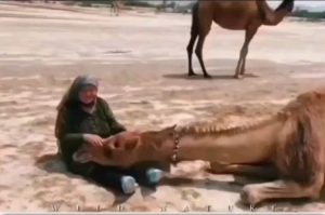 Parviz Parastouei Instagram - .
((خوابیدن رو پای مادر))
این شتر رو از بچگی این خانم بزرگ کرده !
ببینید چطور رو پاش آروم گرفته!
وقتی که آدم یا حیوان معنی محبت کردن بهم را می فهمند
نتیجه اش می‌شود همینکه می بینیم...
چرا آدم ها باهم نمیتونند کنار بیان و بجای محبت قلب هم و نشونه می گیرند؟
سالها می شنیدیم که می گفتند مرگ بر اسرائیل 
وحالا می‌شنویم که می گویند، مرگ بر فلسطین 
الان دولت ها هم پا پیش گذاشتند که یکی از فلسطین دفاع کند و دیگری از اسرائیل و مسابقه گذاشته اند برای آمار کشته شدگان و ویرانی ها !
زمین هم خسته شده از این همه تکه تکه شدن باسلاح های جنگی 
مادران به خاک و خون کشیده می شوند
قلب کودکان را نشانه می گیرند 
زن و مرد و پیر و جوان در آتش گلوله ها می‌سوزند و تکه پاره می‌شوند و هردقیقه اخبار رسانه ها آمار پشت آمار می‌دهند که چه کسی آدم بیشتری کشته و پیروز میدان کیست!
هیهات 
این چه روزگاریست! 
چرا آدم ها نمیتونند در کنار هم نفس بکشند و دلشان  برای هم بتپد!
آتش بیارهای  این معرکه هم الی ماشاالله کم نیستند... 
مشکل آدمیزاد اینه که بزرگتر ها ،سیاستمداران فکر می کنند هیچوقت اشتباه نمی کنند !
کافی است که به آمار ویرانی ها و به خاک و خون کشیده شدگان این جنگ شوم را نگاه کنید!
حالا به فرض که یک طرف پیروز شد ،به چه قیمتی ؟
چه چیزی قراراست اتفاق بیافتد؟
مرگ برجنگ
مرگ بر جنگ طلبان 
به امید روزی که آدم ها ی جنگ طلب هم، مثل حیوانات 
مهر و محبت داشته باشند و درکنار هم در صلح و آرامش زندگی کنند ...
به خدایی که آفریدگار است 
به خدای عاشق قسم که آدم های کره زمین از هر مرام و مسلک اگر در آرامش از خود خواهی و زیاده خواهی بپرهیزند و ثروت جهان را بین هفت میلیارد و ...تقسیم کنند
هیچ گرسنه ای وجود نخواهد داشت و همه در صلح و آرامش و دوستی و عشق، درکنار هم زندگی خواهند کرد 
اما دریغ که خود خواهی آدم ها سرانجامش می‌شود ریختن خون همنوع... 
بعید میدانم خود خدا هم، ریختن خون آدم به دست آدم را تایید کند!
کاش می شد فهمید اصل دعوا سر چیست!
هیچ، هیچ، هیچ و پوچ...
از آدم دوپا هرچی بگی برمیاد...
انسانم آرزوست...
جنگ هیچ برنده ای ندارد...