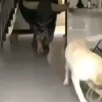 Parviz Parastouei Instagram - . ((خوش به حال این حیوانات)) کاش از این حیوانات، خوب زندگی کردن در کنار هم را بیاموزیم... لطفا با حوصله این تصاویر را ببینید!!! در اولین نگاه می گوییم ،اینها یک مشت حیوانند و ما آدم!!! اصولا این حیوانات باید بود ،که حتی بهم نزدیک نشوند و بی توجه بهم و با احتیاط از کنار هم رد شوند،که آسیب نبینند... ولی می بینیم که عاشقانه می‌توانند با هم زندگی کنند واز بودنشان در کنار هم لذت می برند... ضمن احترام به همه آدم ها ، آیا نمی شد ماهم در کنار هم و بدون اتهام زدن و انگ زدن وخط کشی های چپ و راست و من خوبم و توبد ،من خودی هستم و تو ناخودی به عقاید و سلایق هم احترام بگذاریم و هر آنچه داریم را بین هم تقسیم کنیم و در کنار هم زندگی کنیم؟ نمی شد نیم نگاهی به هم داشته باشیم،تا کسی گرسنه سر به بالین نگذارد ؟ نمی شد در هیچ جای دنیا خون انسانی ریخته نشود ؟ نمی شد جنگی وجود نداشت و داشته هایمان را بین هم تقسیم می کردیم،تا کسی از فقر نمیرد؟ نمی شد همدیگر را دوست داشته باشیم و با آرامش درکنار هم زندگی کنیم ؟ چرا ! هیچ چیزی غیر ممکن نیست ... به شرطی که از مَنیَت و خود بزرگ بینی و من ،خودم ،من وقدرت طلبی دست برداریم و بدانیم که همه موجودات بصورت موقت زنده اند برای خوب زندگی کردن و روزی زندگی شان به پایان خواهد رسید...