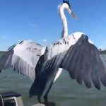Parviz Parastouei Instagram - . انسانیتم آرزوست لطفا این فیلم را با دقت ببینید بعضا ما آدم ها خیلی خودخواهیم از طبیعت از دریا از آب استفاده می‌کنیم وبه محض سیراب شدن از لذت هربلایی که دلمون میخواد بر سَرِ زمین و زمان و آب و آتش و هر موجود زنده ای می آوریم! بدون توجه به اینکه هر موجود زنده ای حق استفاده از هستی را دارند! پرنده هاحق حیات دارند! آدم نباید دست به کشتار آدم و از بین بردن محیط زیست و حیات وحش بزند! چرا آدم هارادر مواقع نیاز طلب میکنیم؟ چرا از حیوانات فقط برای شکم سیری استفاده میکنیم؟ چرا آدم هارا دوست نداریم ؟ چرا طبیعت زیبا را به خاکستر تبدیل میکنیم ؟ چرا حق حیات را ازآدم ها، حیوانات و پرنده ها سلب میکنیم ؟ با آدم ها مهربان باشیم! با طبیعت بی مهری نکنیم ! با حیوانات دوست باشیم! شرح وظایف انسانیت را خوب بجا آوریم...