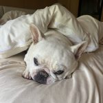 Patrick Dempsey Instagram - Rain day , staying in bed !